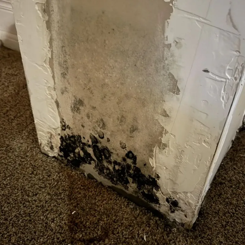 Professional Mold Removal in Stevensville, MI